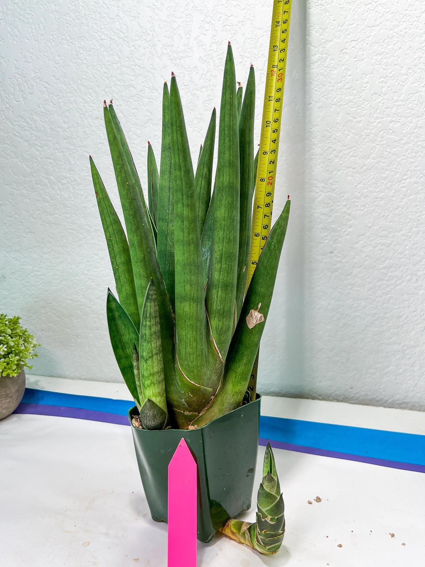 Sansevieria Dargek XXL (D1) | Imported Plants | Rare Hybrid Species