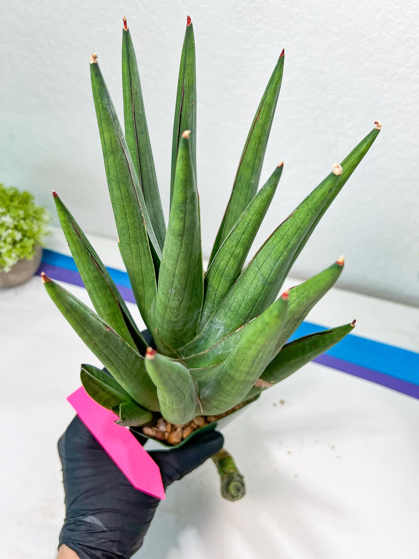 Sansevieria Dargek XXL (D1) | Imported Plants | Rare Hybrid Species