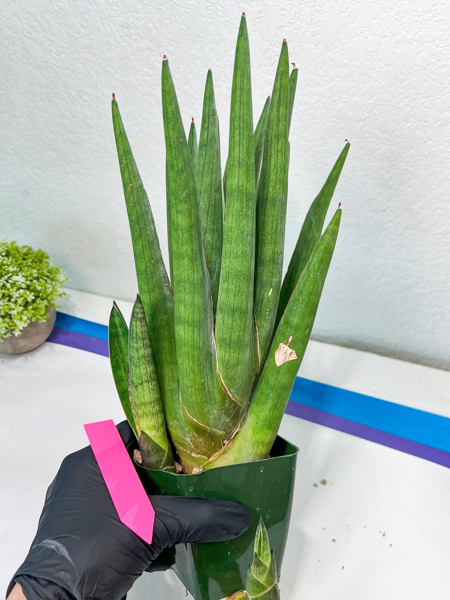 Sansevieria Dargek XXL (D1) | Imported Plants | Rare Hybrid Species