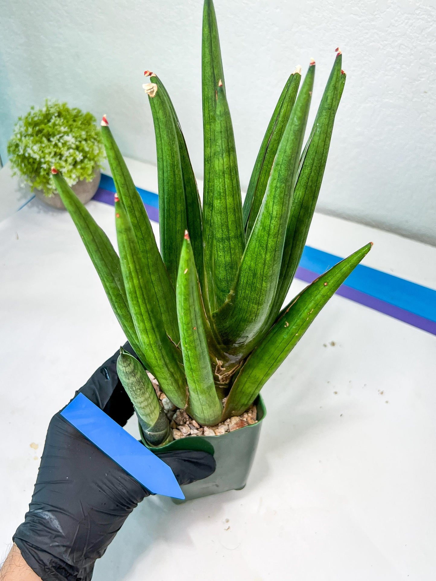 Sansevieria Dargek XXL (D1)- Blue | Choose Your Own Rare Plant