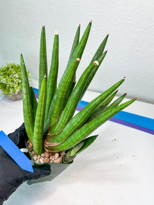 Sansevieria Dargek XXL (D1)- Blue | Choose Your Own Rare Plant