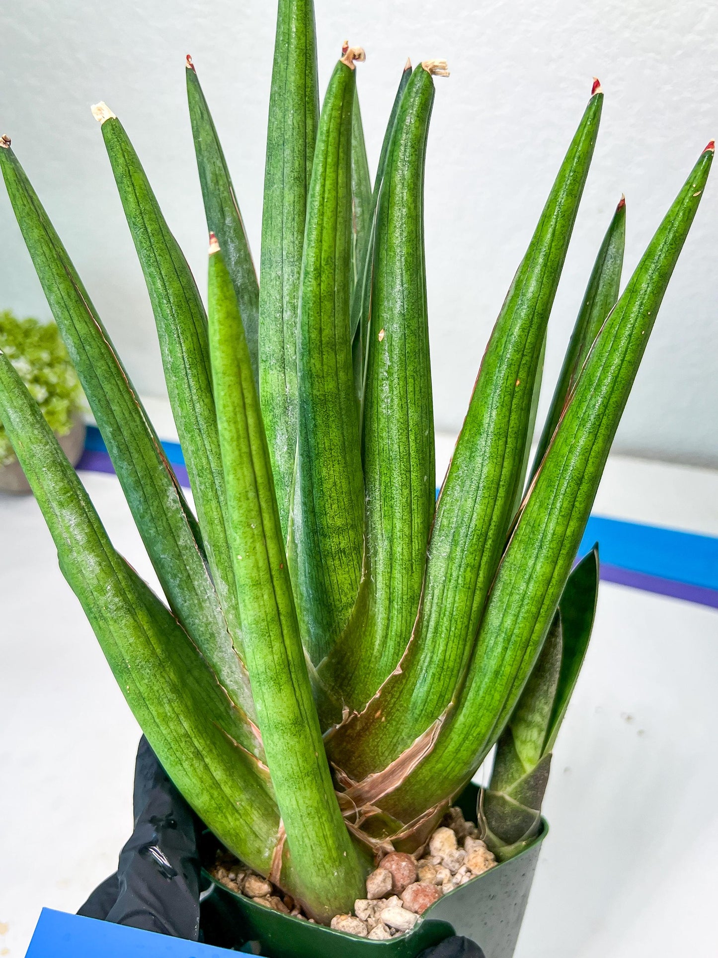 Sansevieria Dargek XXL (D1)- Blue | Choose Your Own Rare Plant