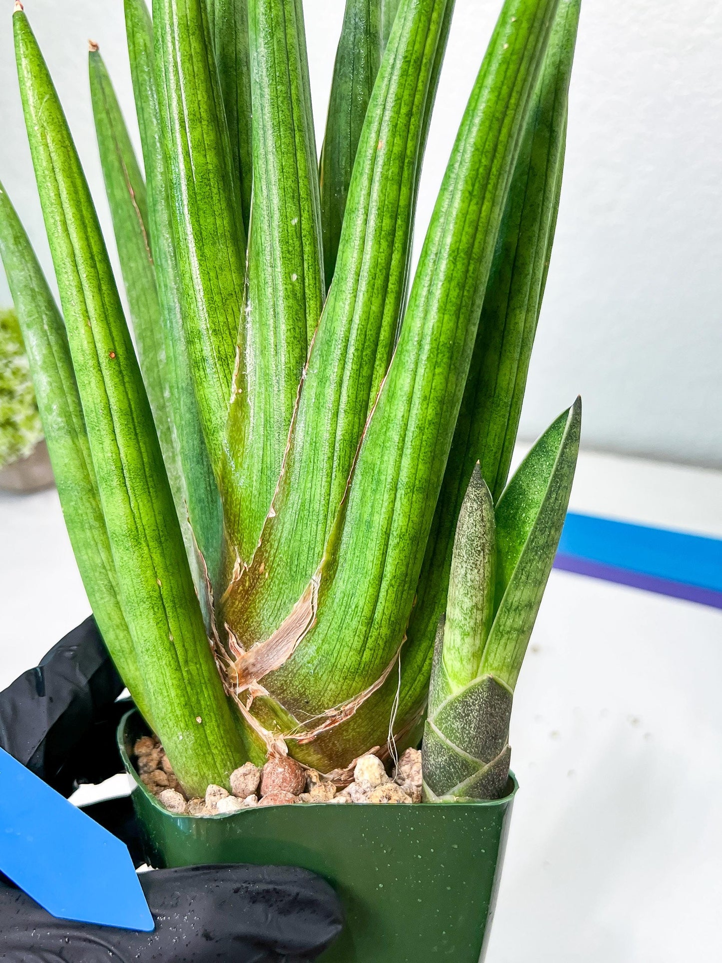 Sansevieria Dargek XXL (D1)- Blue | Choose Your Own Rare Plant