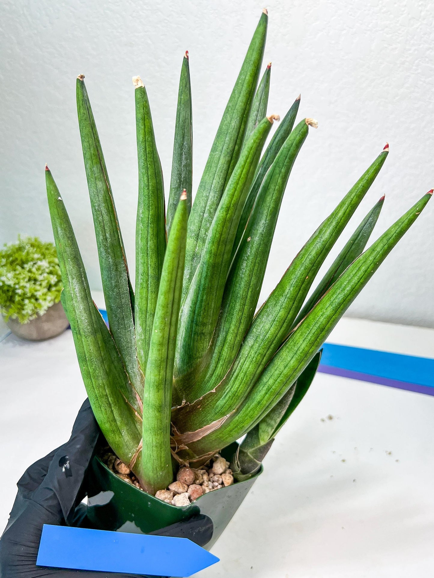 Sansevieria Dargek XXL (D1)- Blue | Choose Your Own Rare Plant