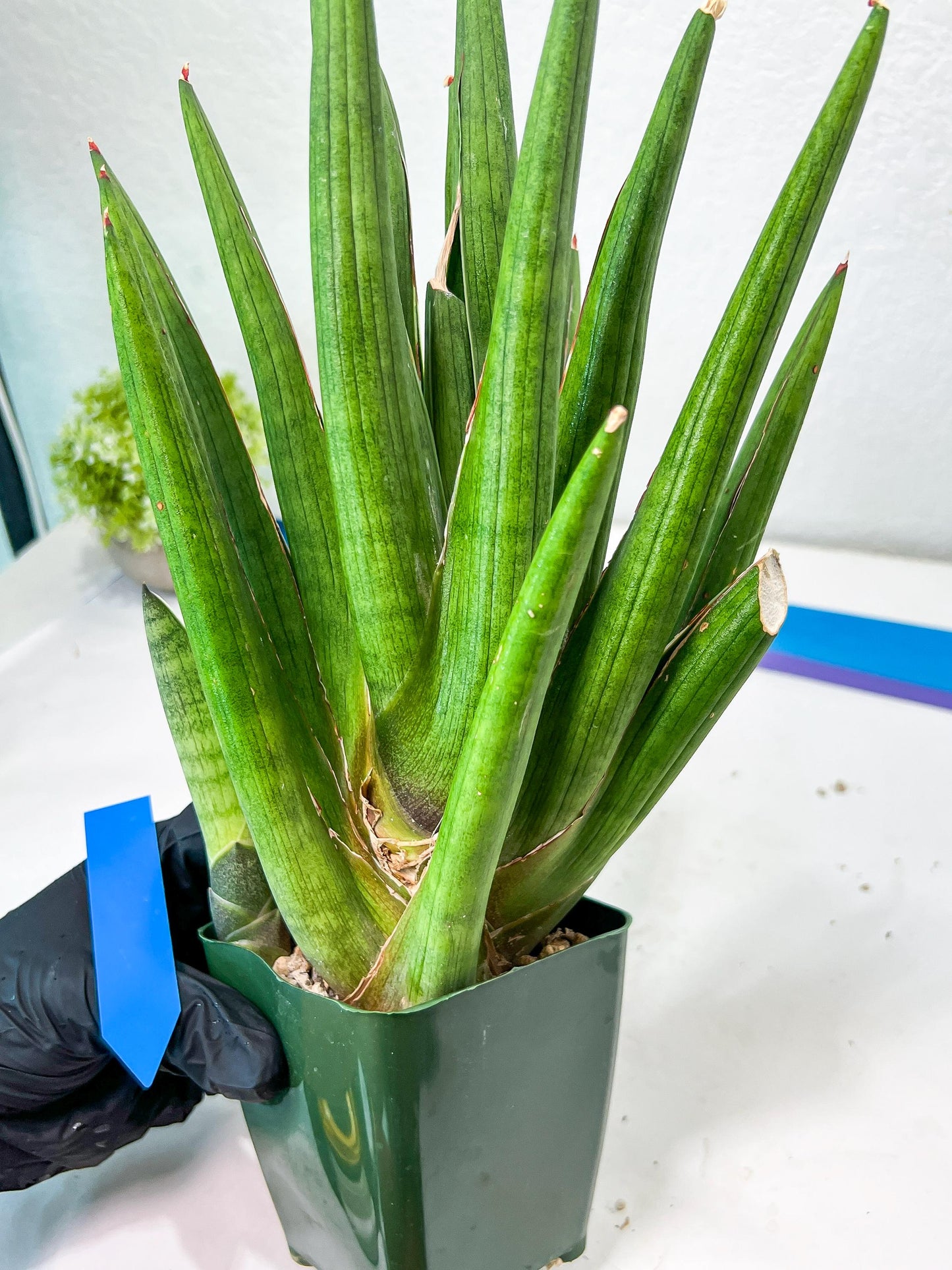Sansevieria Dargek XXL (D1)- Blue | Choose Your Own Rare Plant