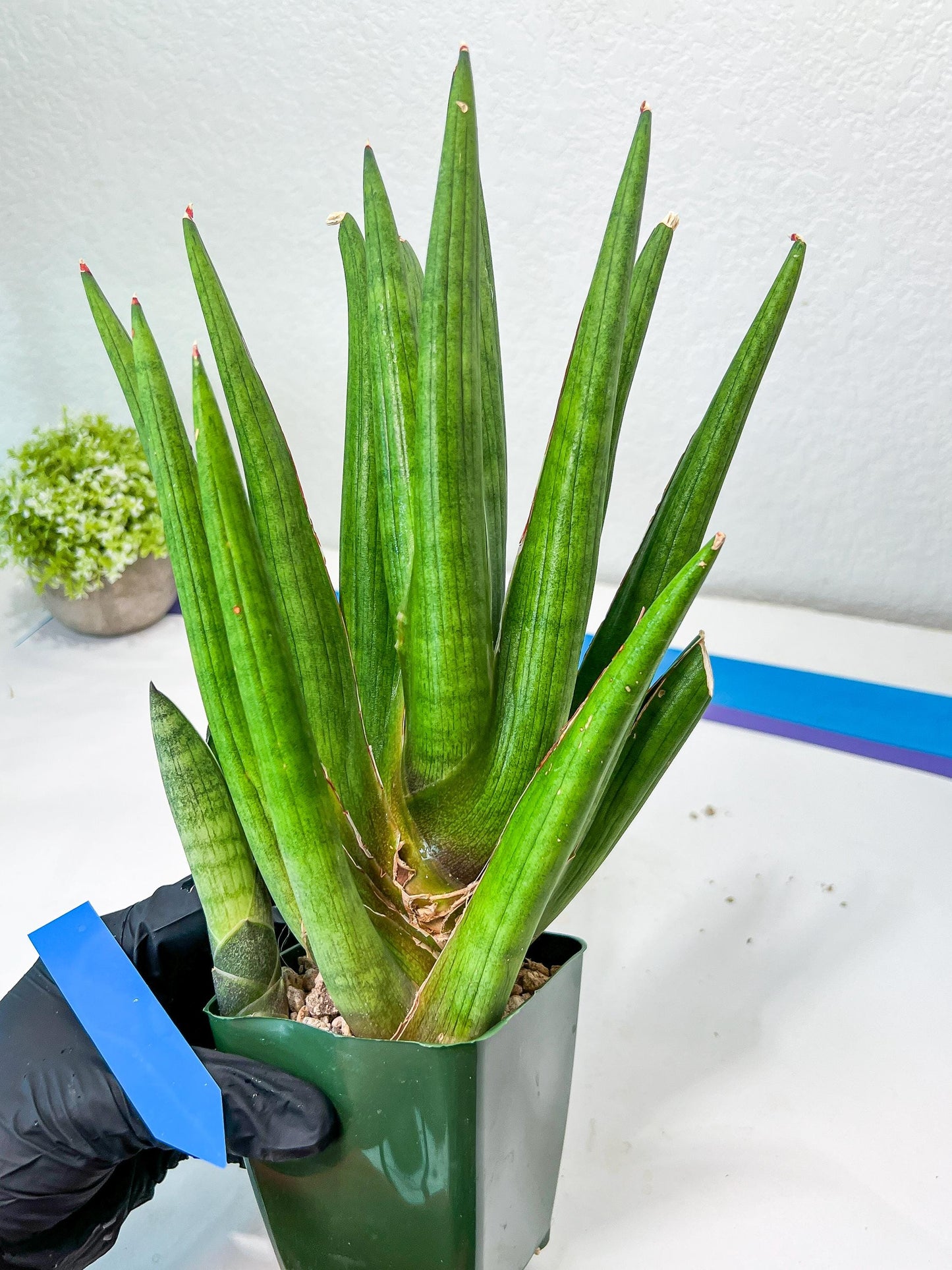 Sansevieria Dargek XXL (D1)- Blue | Choose Your Own Rare Plant