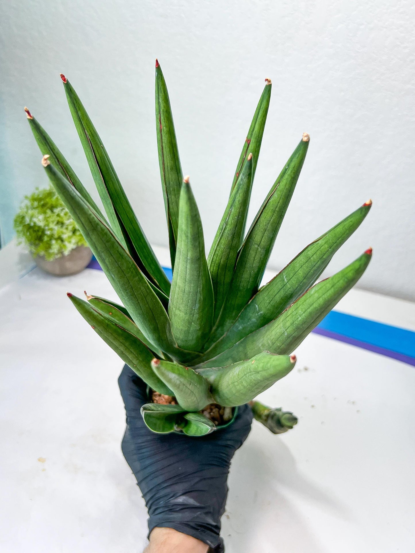 Sansevieria Dargek XXL (D1) | Imported Plants | Rare Hybrid Species