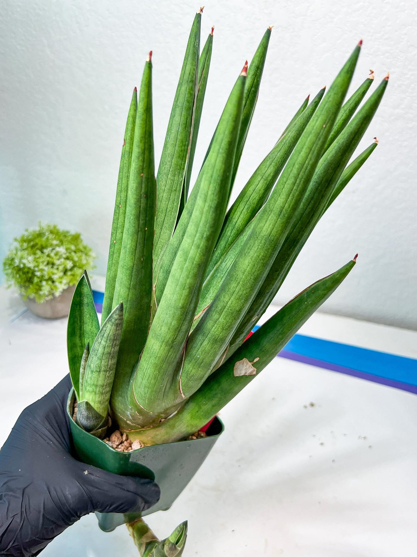 Sansevieria Dargek XXL (D1) | Imported Plants | Rare Hybrid Species