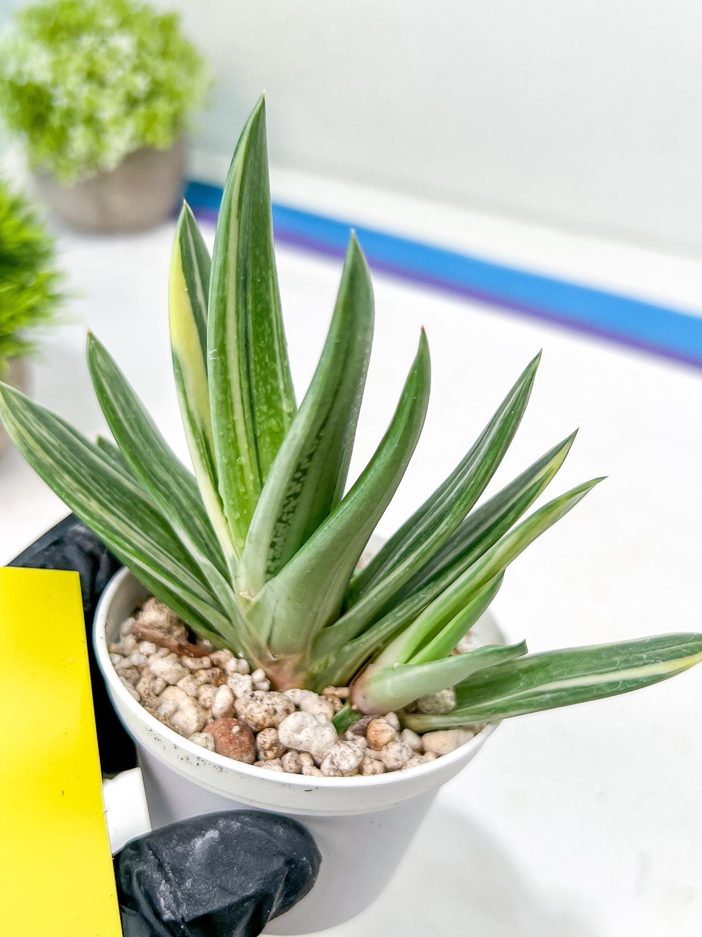 Gasteria Hybrid Vilansii | Imported Succulent | rare species