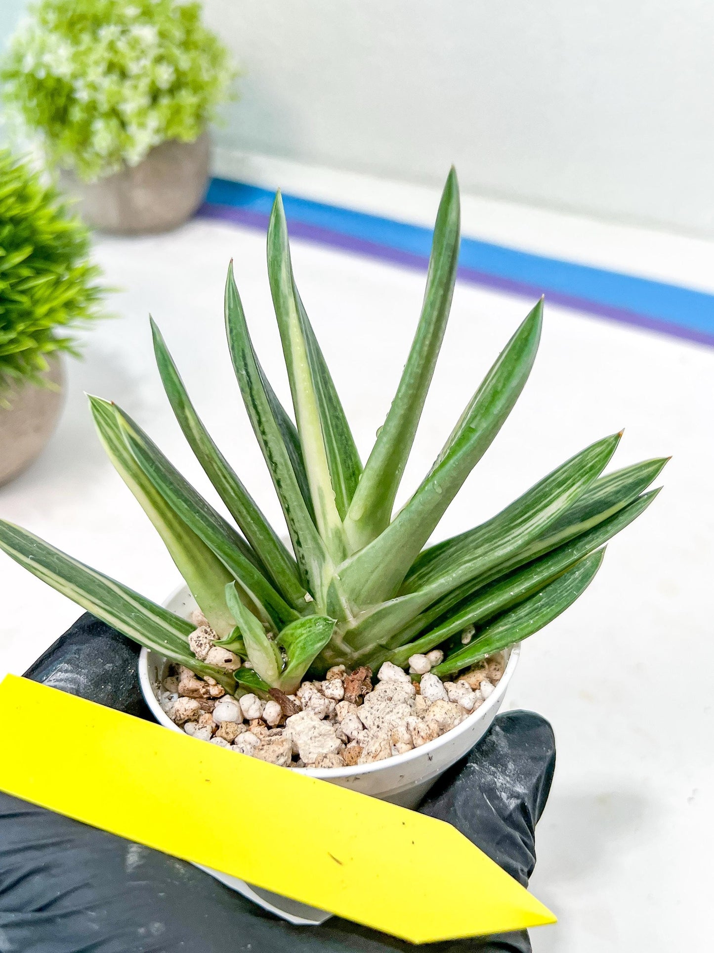 Gasteria Hybrid Vilansii | Imported Succulent | rare species