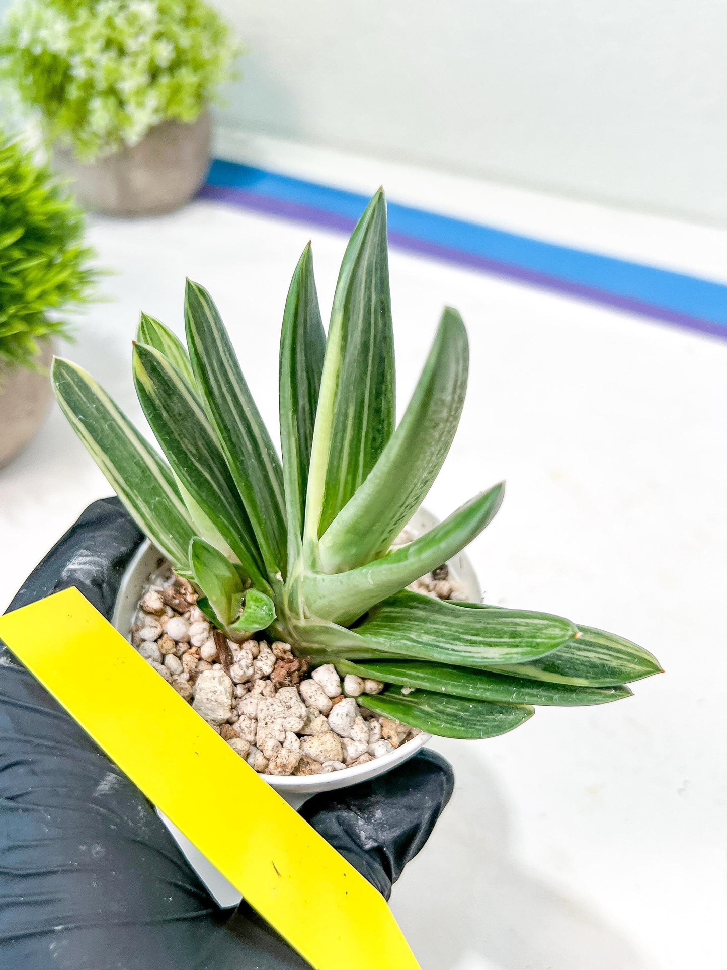 Gasteria Hybrid Vilansii | Imported Succulent | rare species