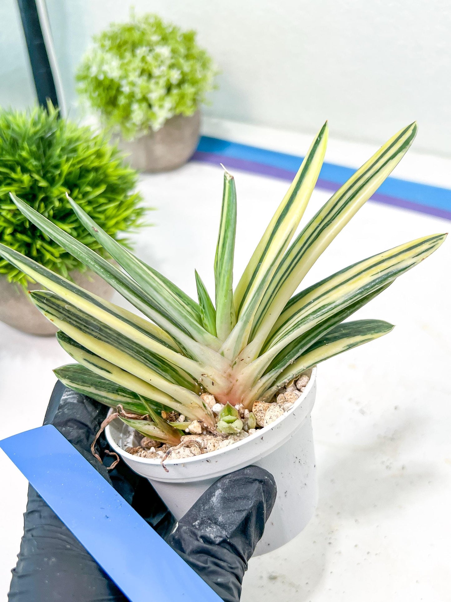 Gasteria Hybrid Vilansii | Imported Succulent | rare species