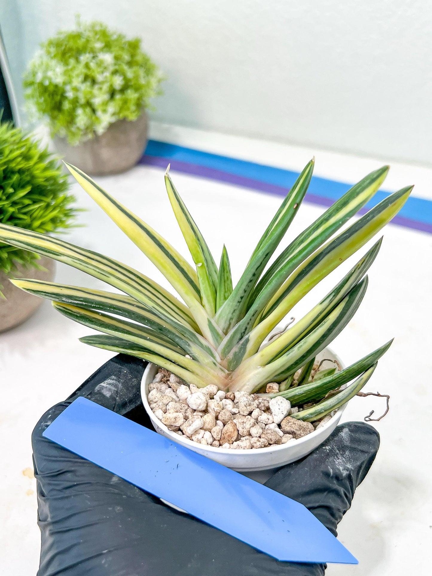 Gasteria Hybrid Vilansii | Imported Succulent | rare species