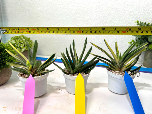 Gasteria Hybrid Vilansii | Imported Succulent | rare species