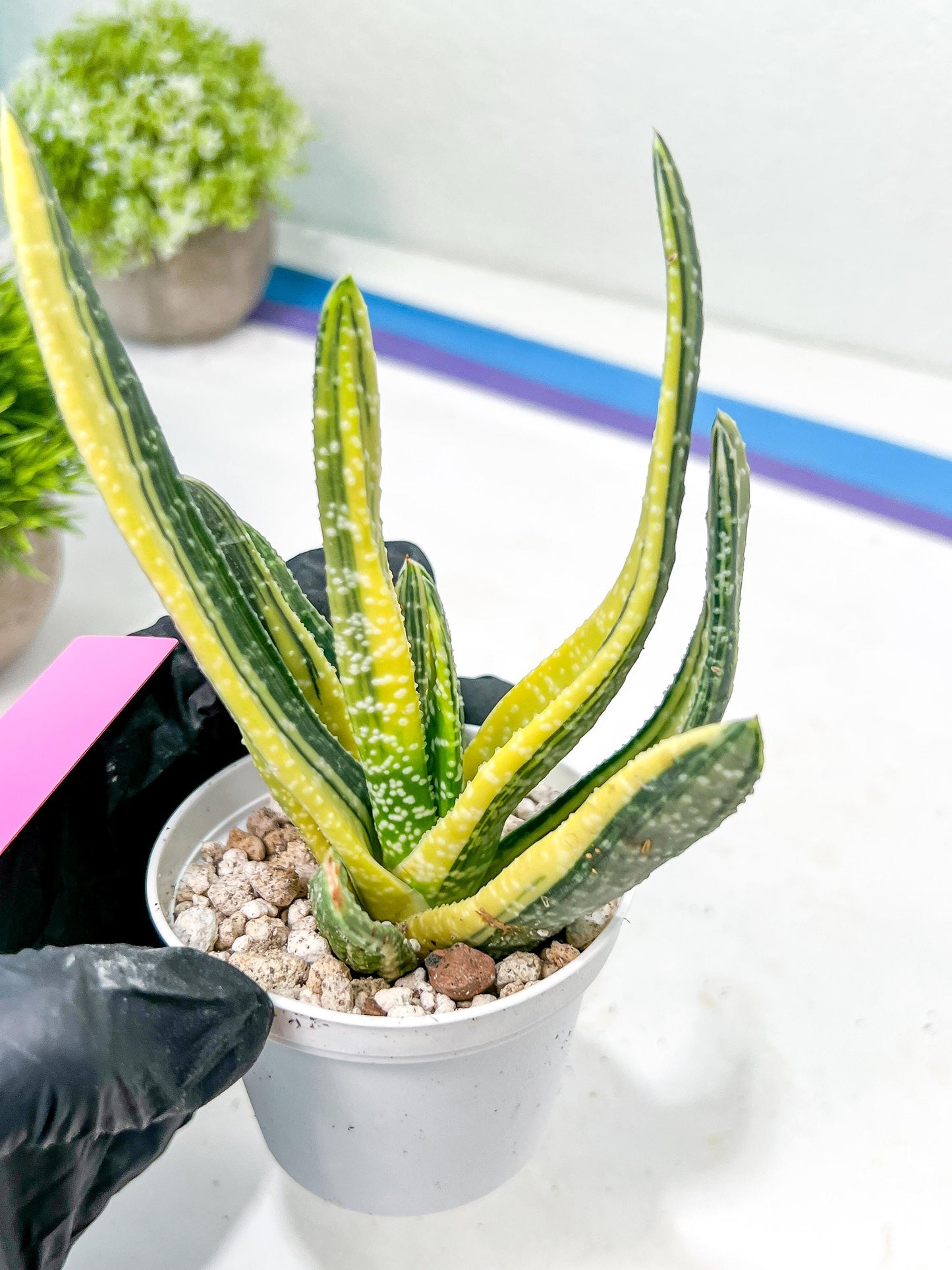 Gasteria Ferucossa Variegated | Imported Succulent