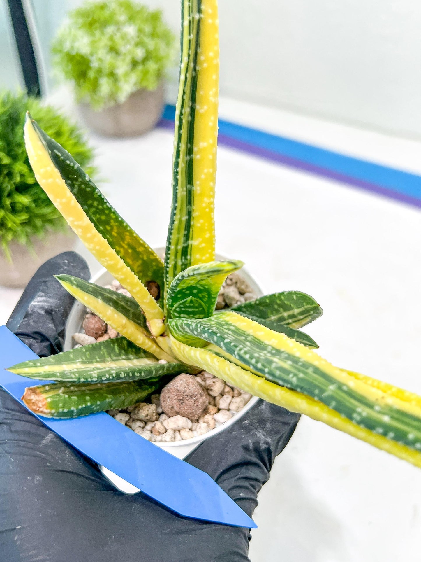 Gasteria Ferucossa Variegated | Imported Succulent