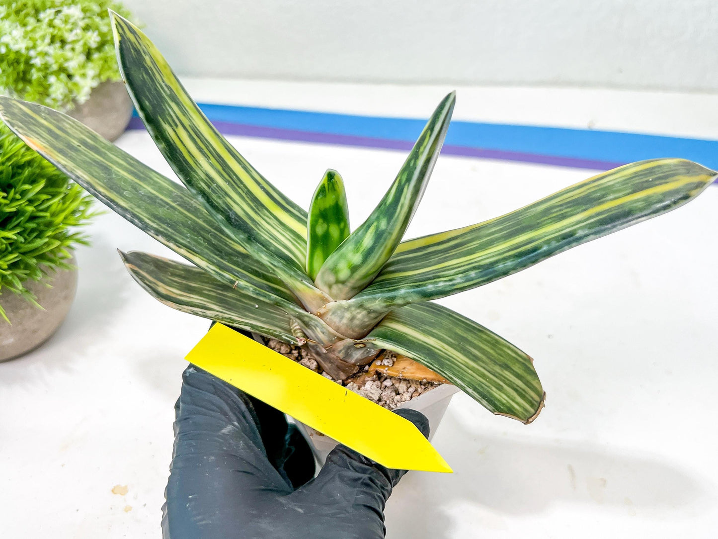 Gasteria Bi Color | Imported Succulent | rare species