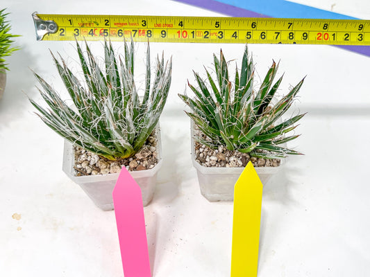 AGave Tomeana | Imported Succulent | rare species