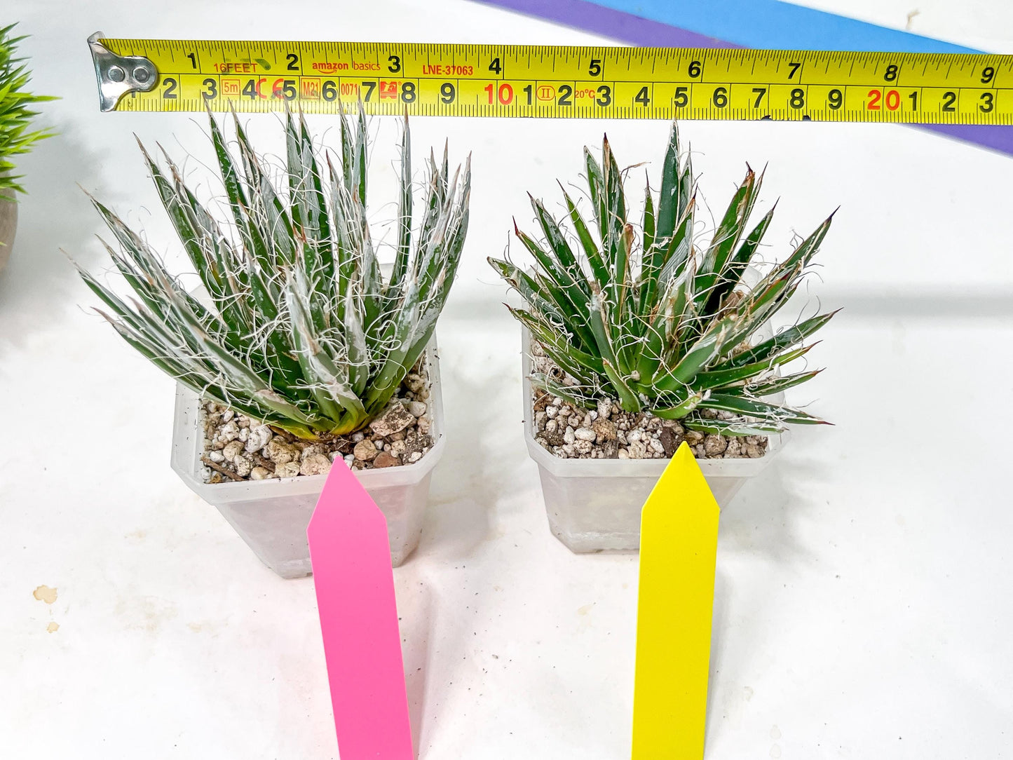 AGave Tomeana | Imported Succulent | rare species