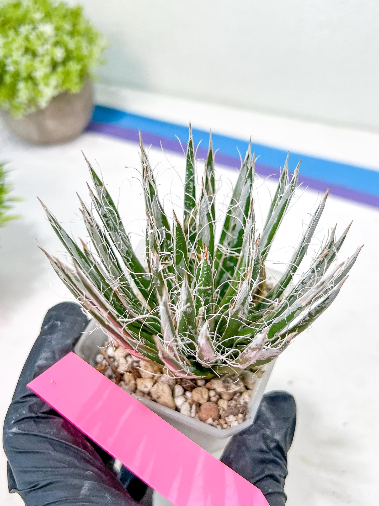 AGave Tomeana | Imported Succulent | rare species