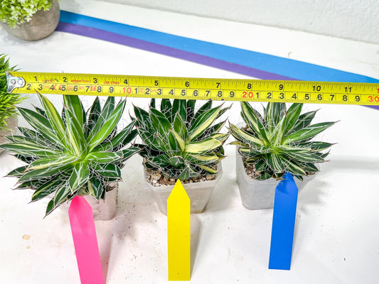 AGAVE Leofoldi | Imported Succulent