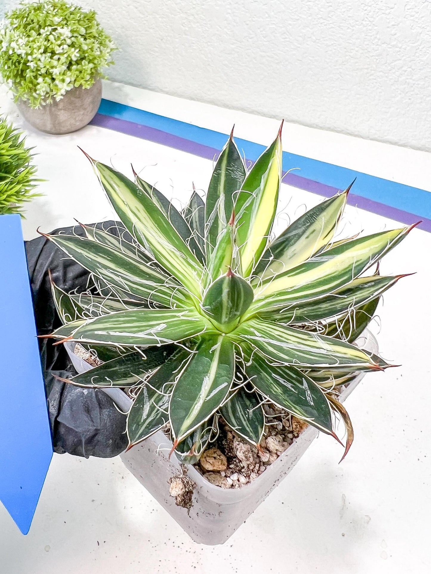 AGAVE Leofoldi | Imported Succulent