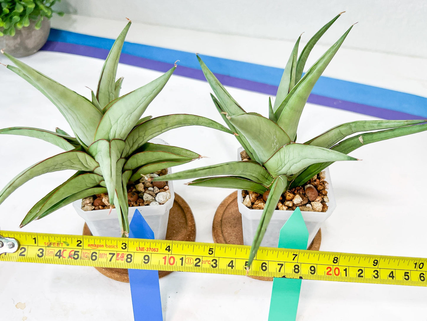 Sansevieria Asawin (A7) | Imported Plants | Rare Hybrid Species