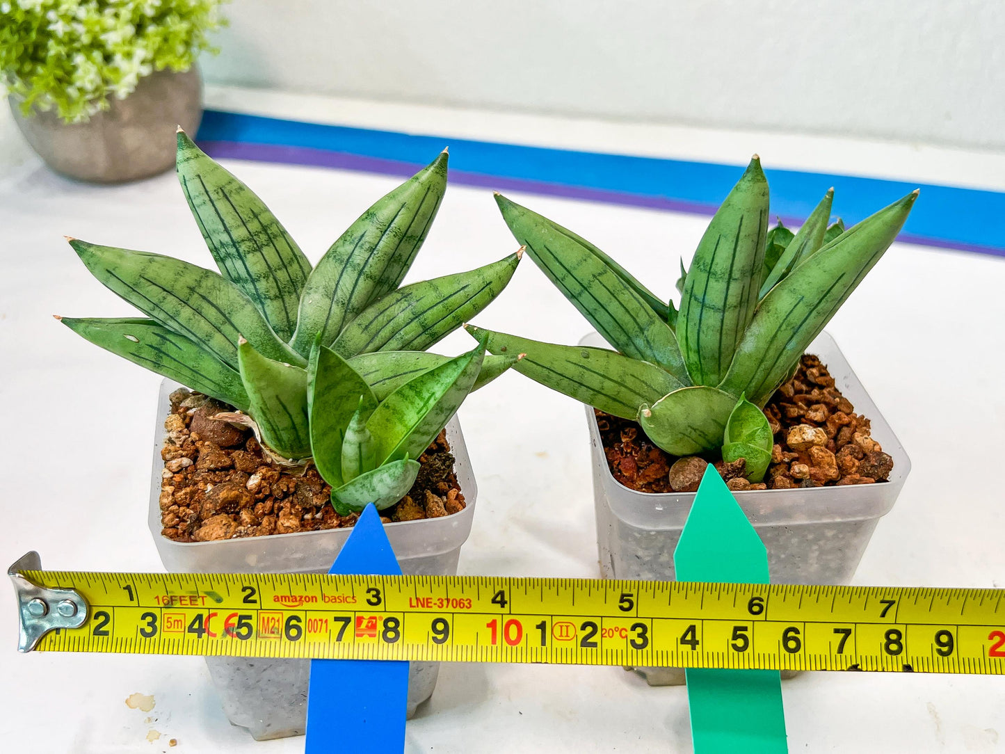 Sansevieria Toob (#AC14) | Rare Imported House Plants | Rare Hybrids