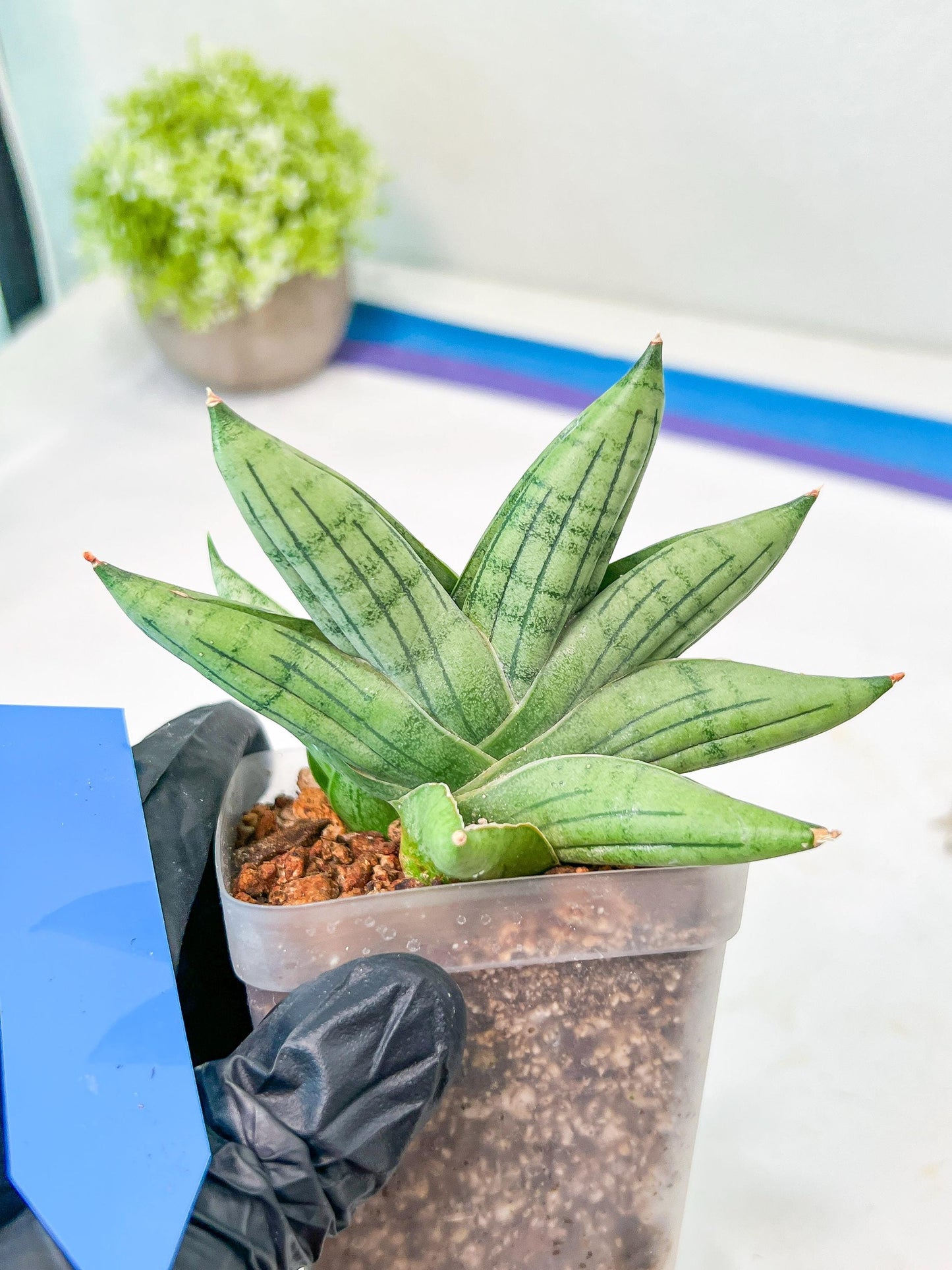 Sansevieria Toob (#AC14) | Rare Imported House Plants | Rare Hybrids
