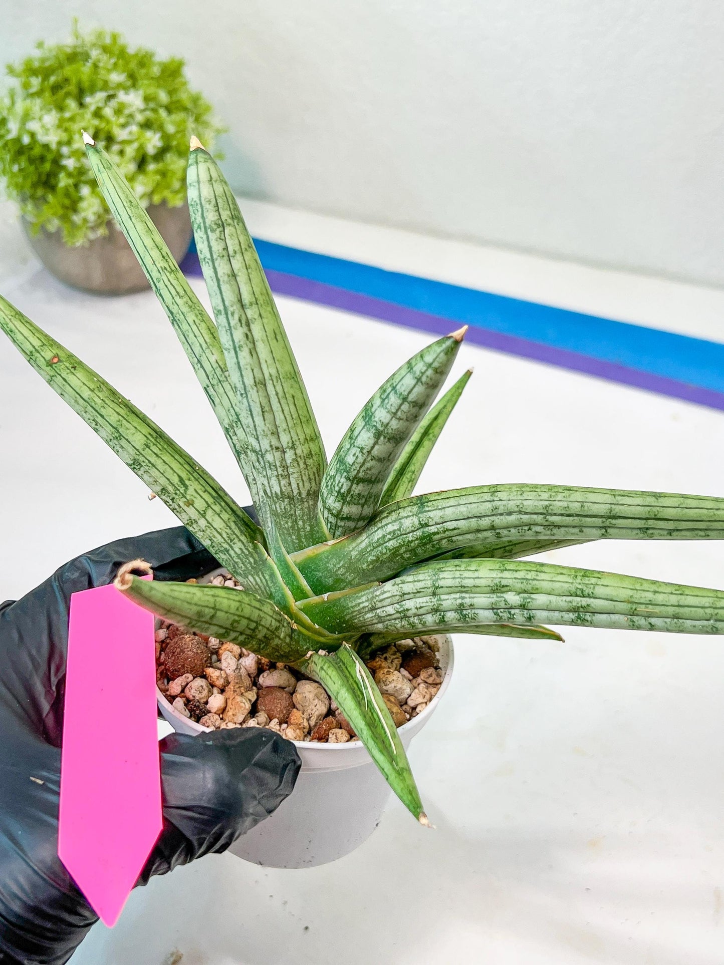 Sansevieria Silver Pink (#AC18) | New Imported Hybrids