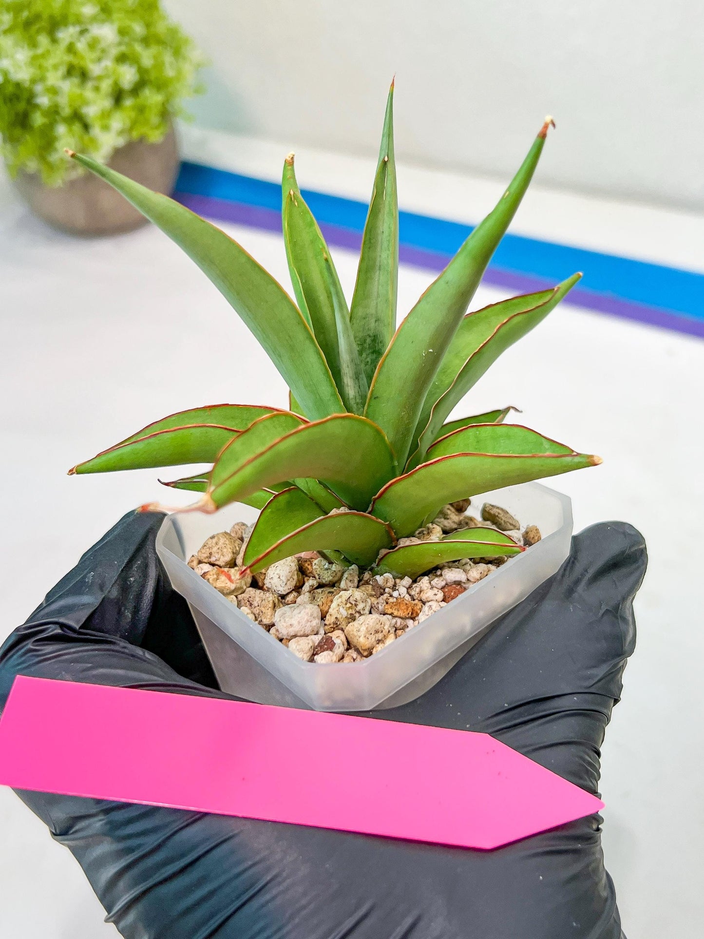 Sansevieria Lanta (#AC25) | Imported Plants | Rare Hybrid Species