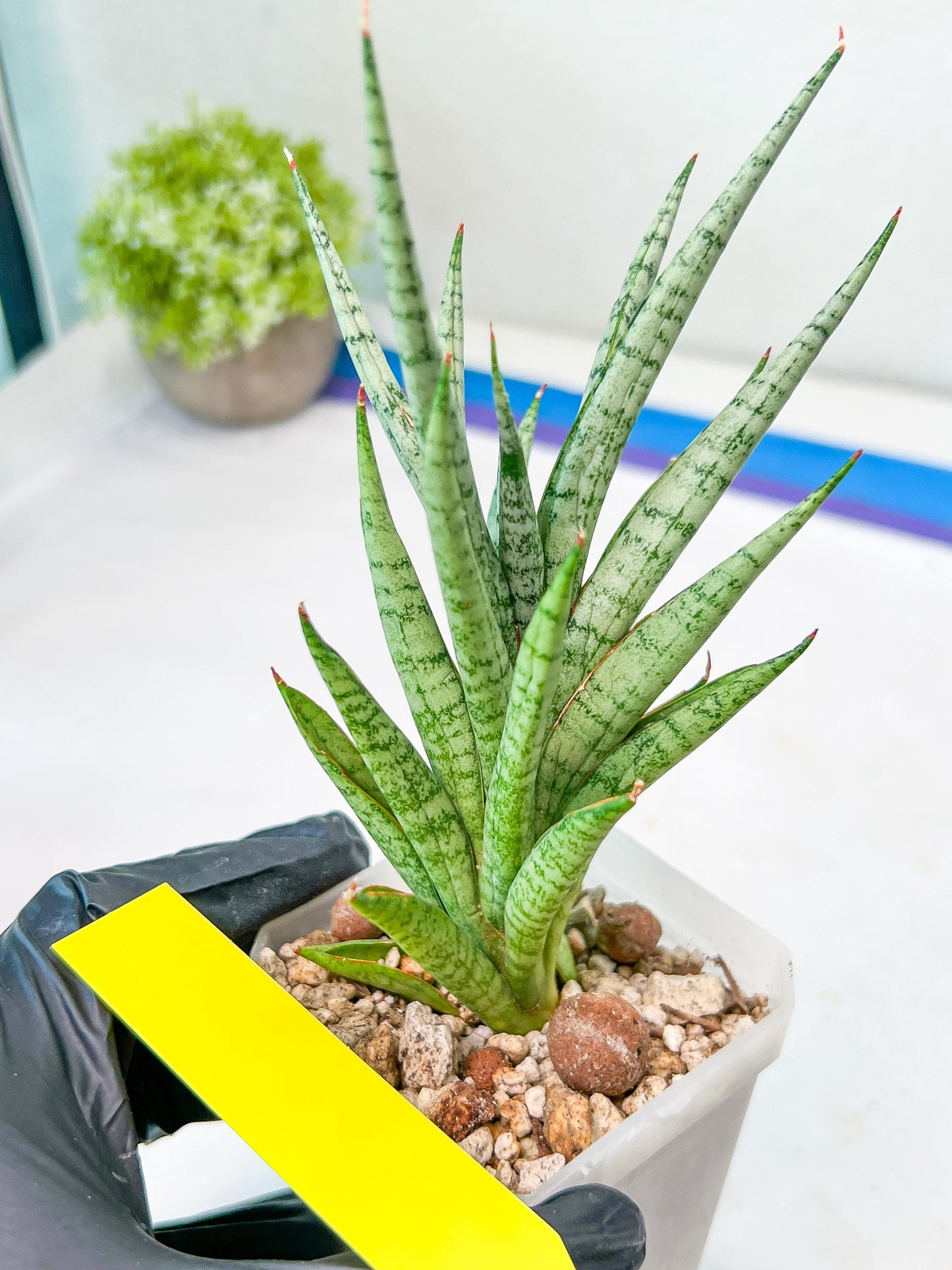 Sansevieria Epine Verte (#AC27) | Find Your Perfect Exotic Flora