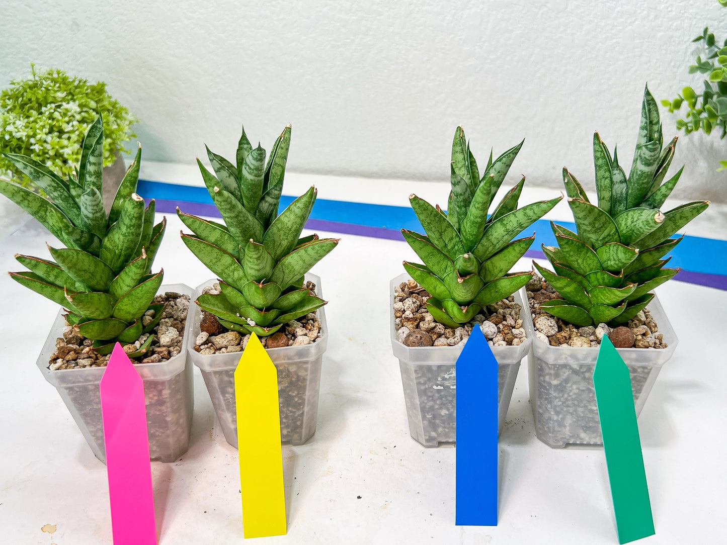 sansevieria Pagoda Indonesia (#AC53) | Rare Imported Snake Plants