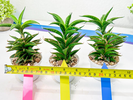 Sansevieria Hybrid Black Eye (AC54) | Imported Snake Plant