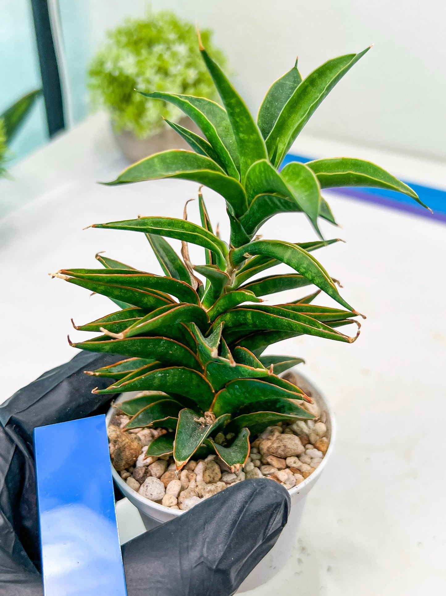 Sansevieria Hybrid Black Eye (AC54) | Imported Snake Plant