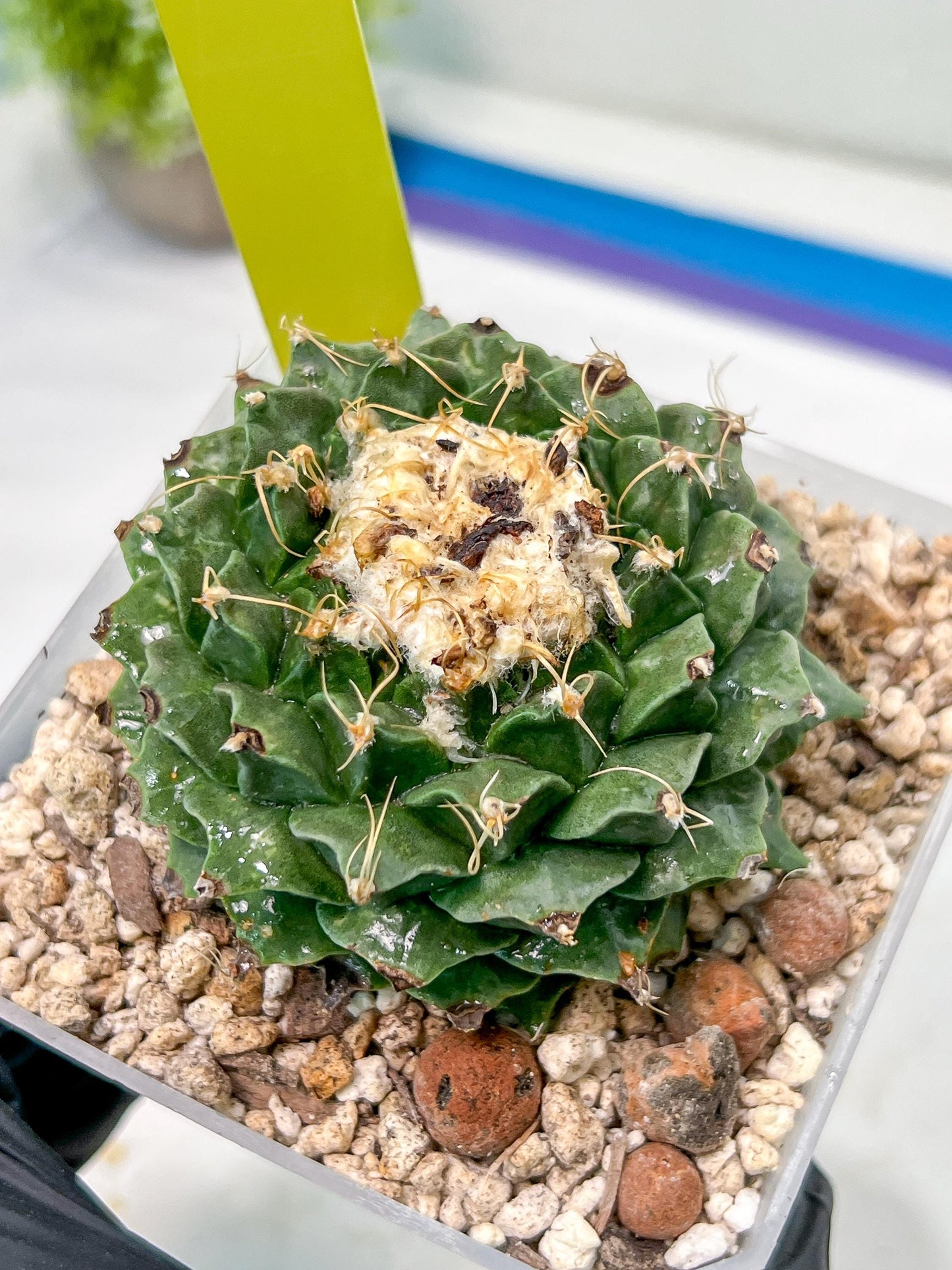 Echeveria Artich Cactus | Imported Cactus | Rare Succulent