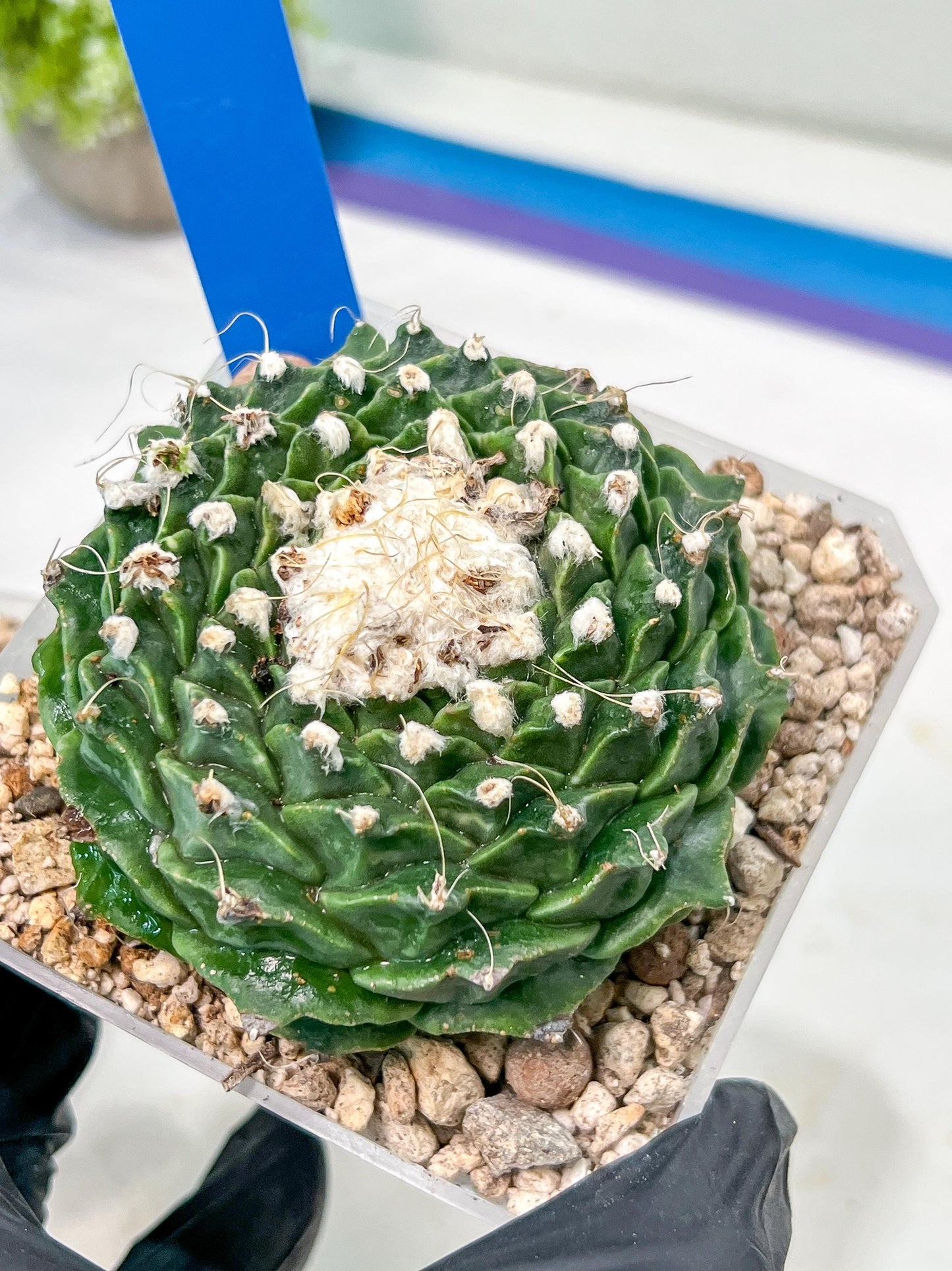 Echeveria Artich Cactus | Imported Cactus | Rare Succulent
