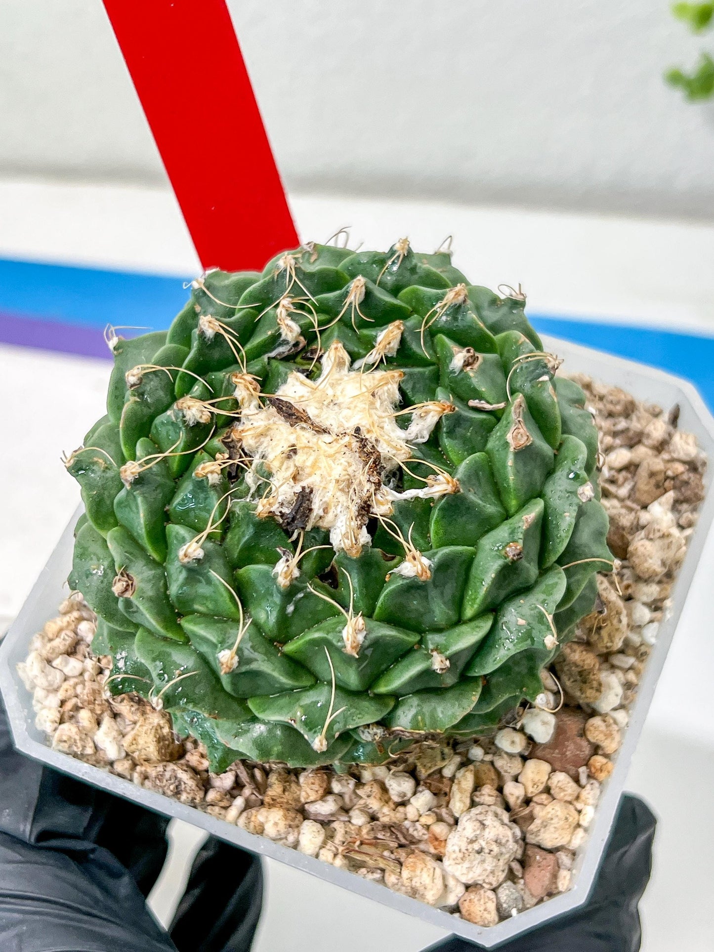Echeveria Artich Cactus | Imported Cactus | Rare Succulent