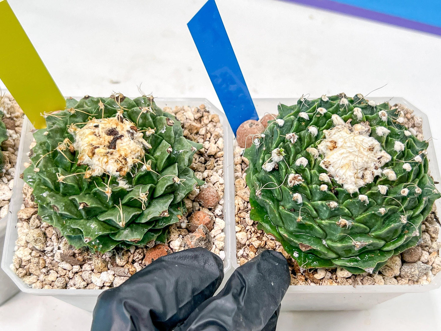 Echeveria Artich Cactus | Imported Cactus | Rare Succulent