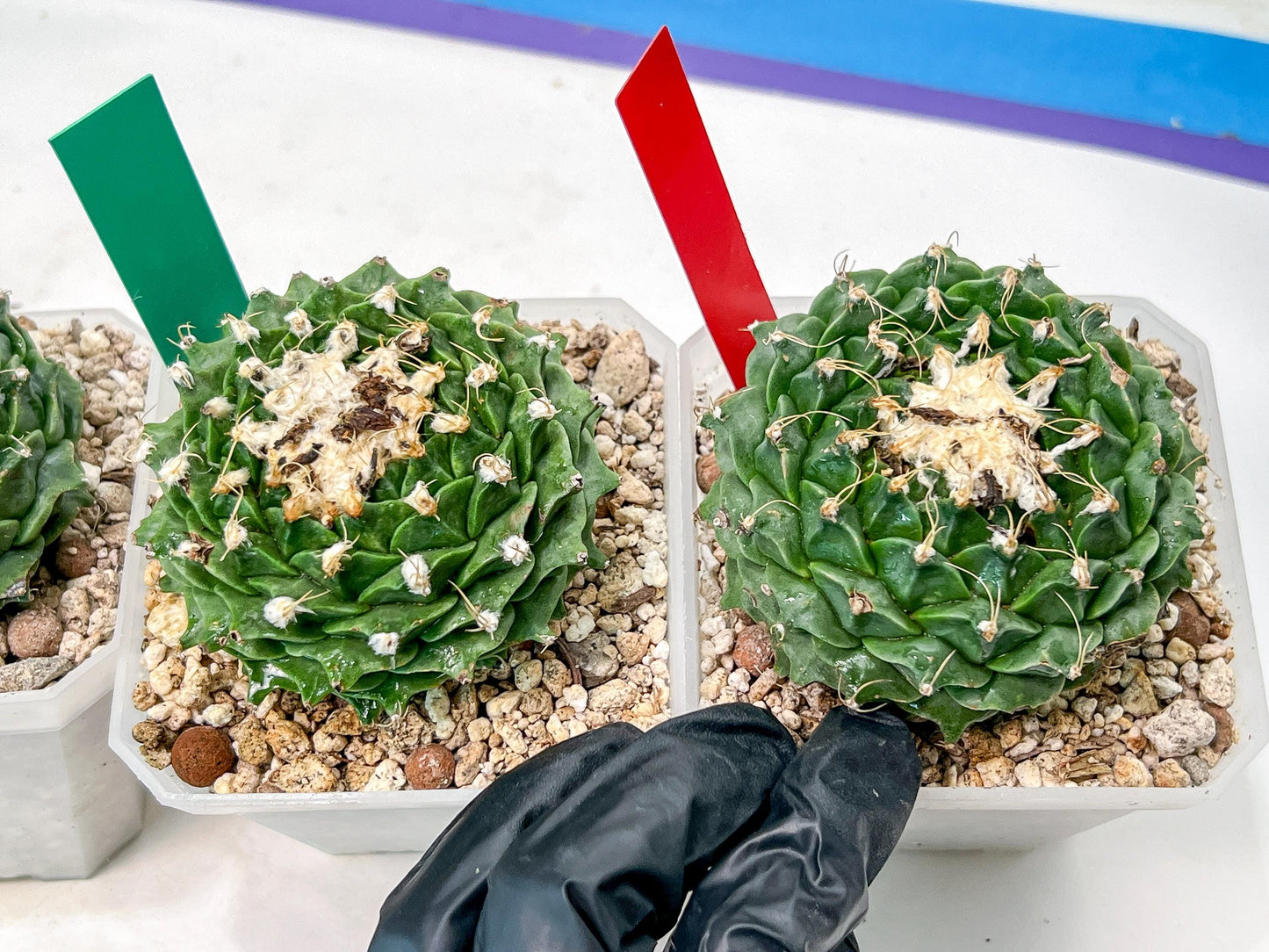 Echeveria Artich Cactus | Imported Cactus | Rare Succulent