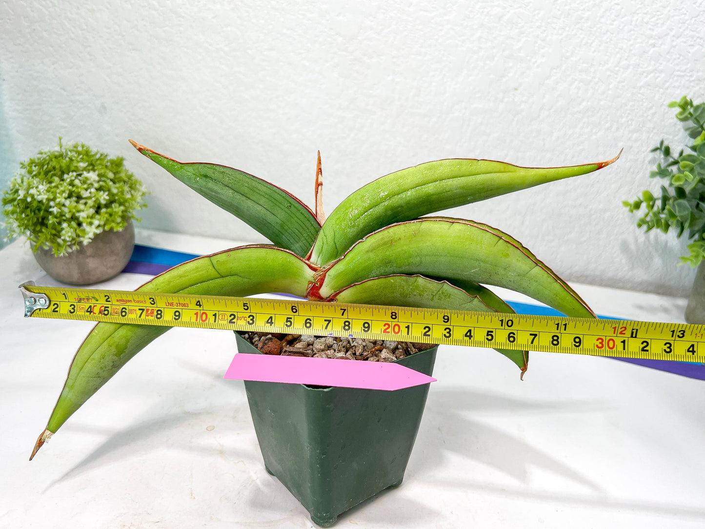 Sansevieria Banana (#1~2) | Bird Nest Plants | Rare Imported Plants