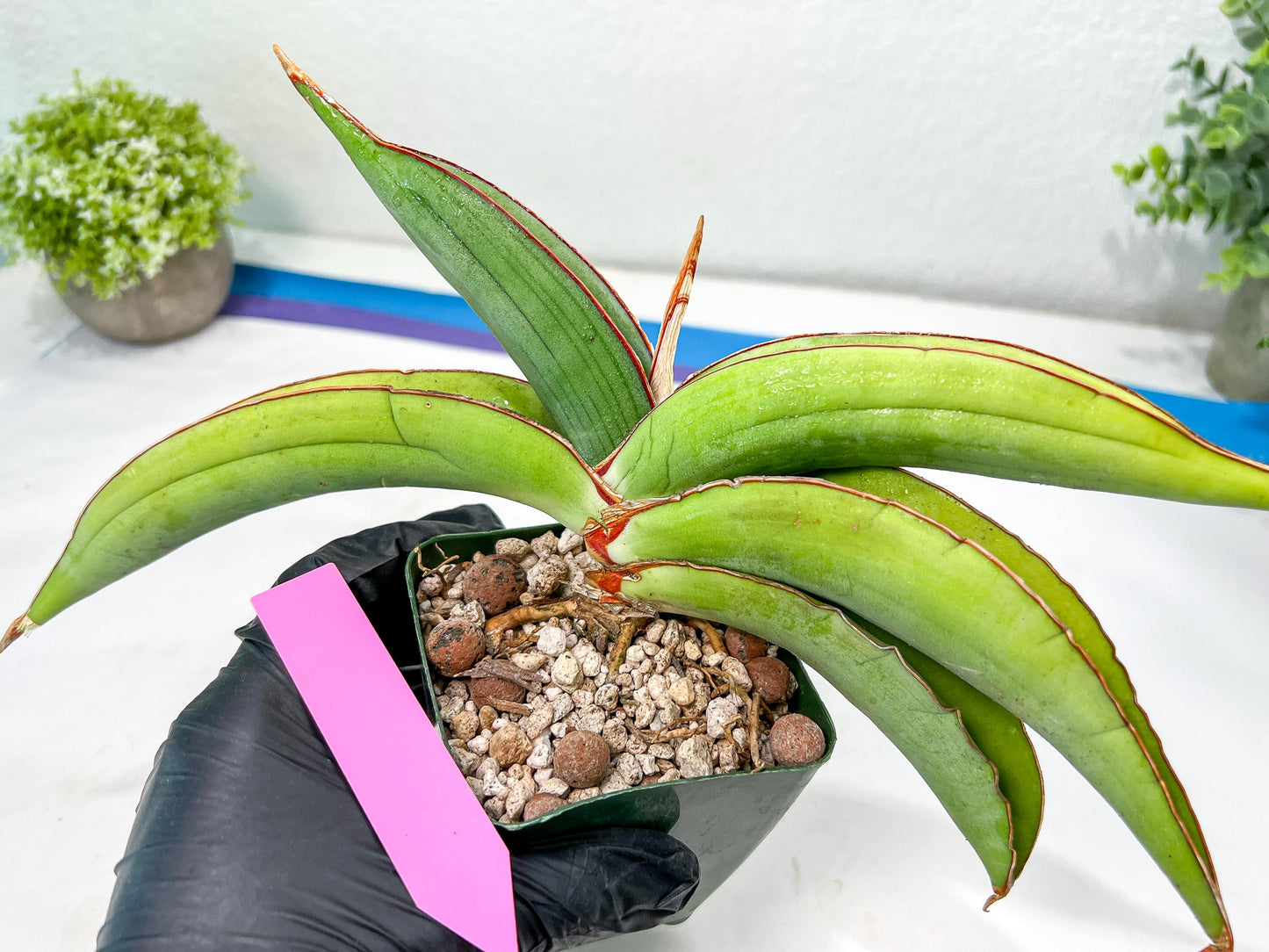 Sansevieria Banana (#1~2) | Bird Nest Plants | Rare Imported Plants