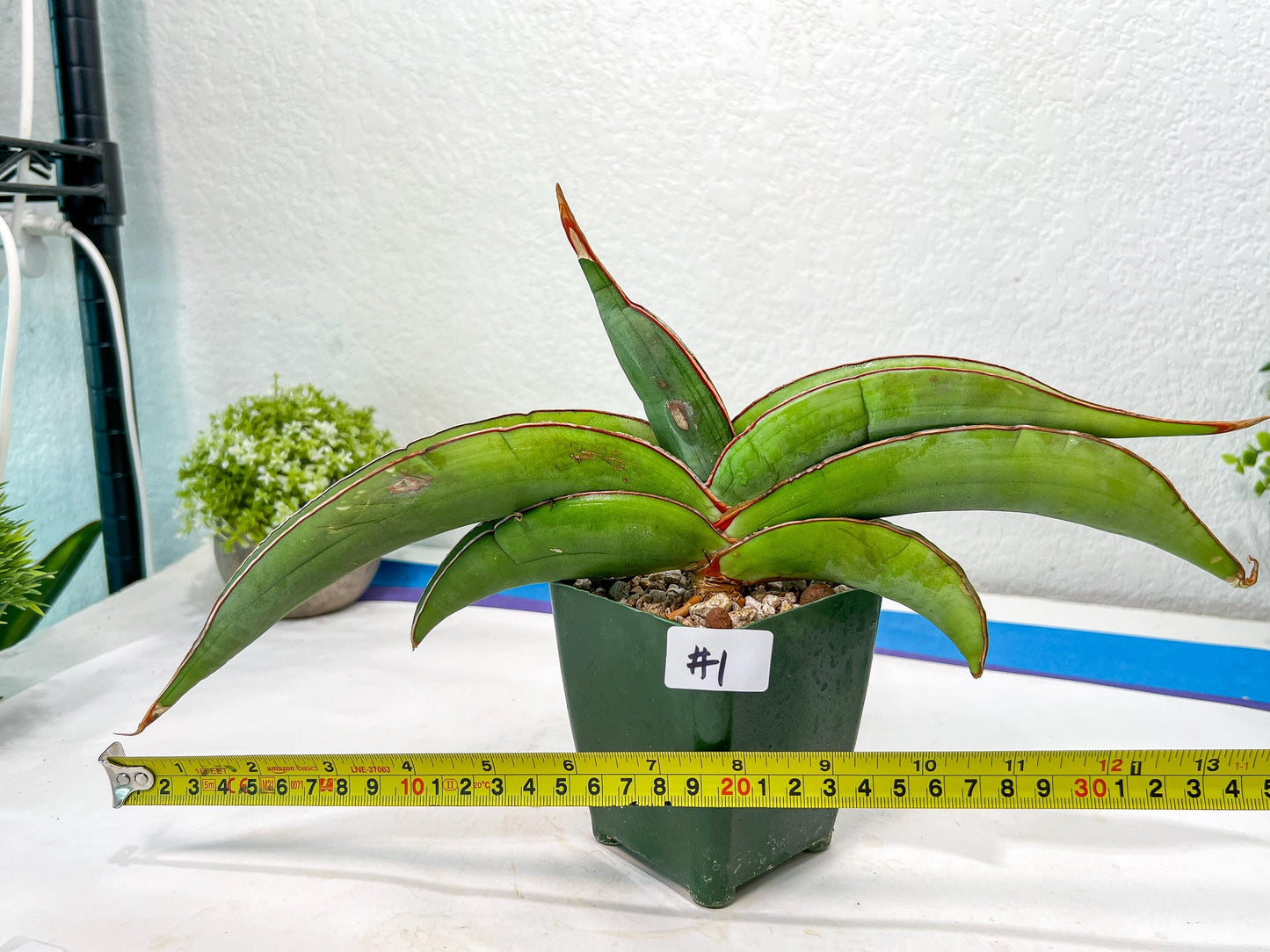 Sansevieria Banana (#1~2) | Bird Nest Plants | Rare Imported Plants