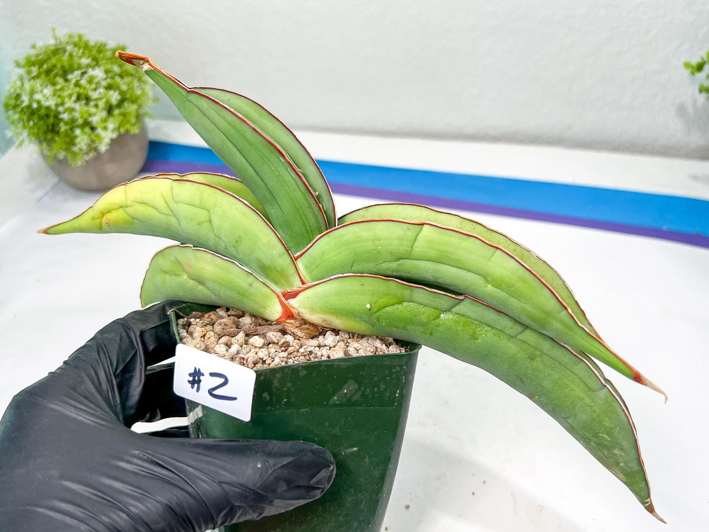 Sansevieria Banana (#1~2) | Bird Nest Plants | Rare Imported Plants