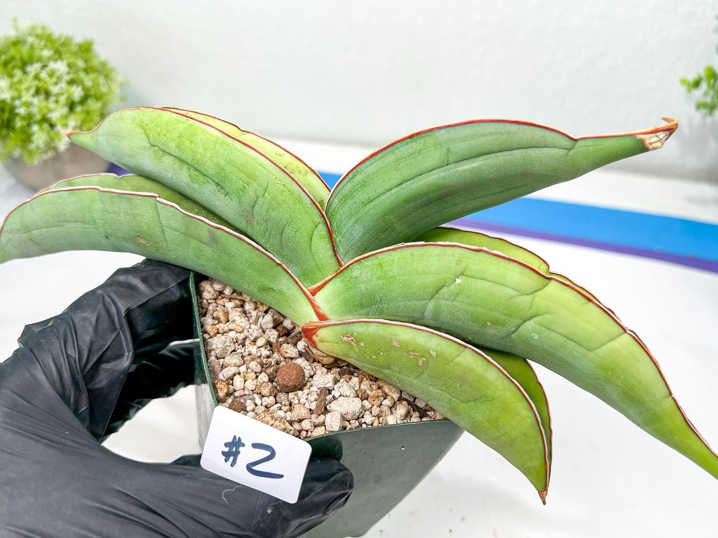 Sansevieria Banana (#1~2) | Bird Nest Plants | Rare Imported Plants