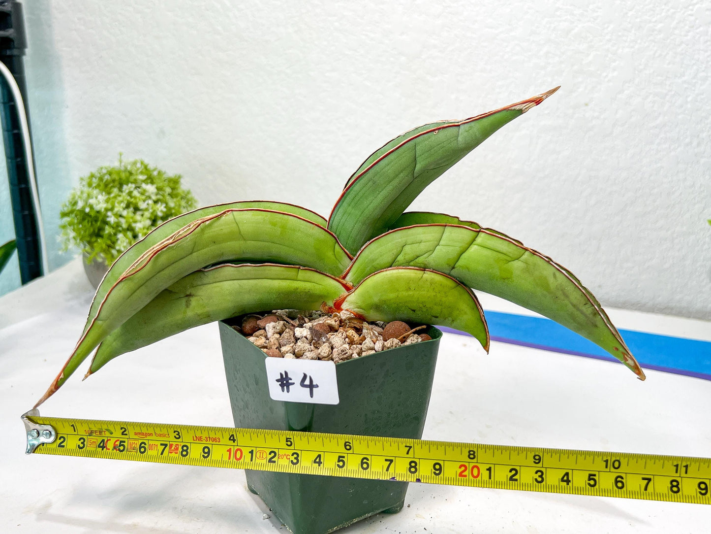 Sansevieria Banana (#3~5) | Bird Nest Plants | Rare Imported Plants