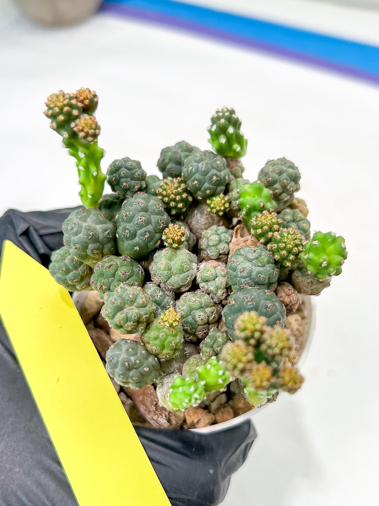 Maihueniopsis minuta Cactus | Imported Cactus | Rare Succulent