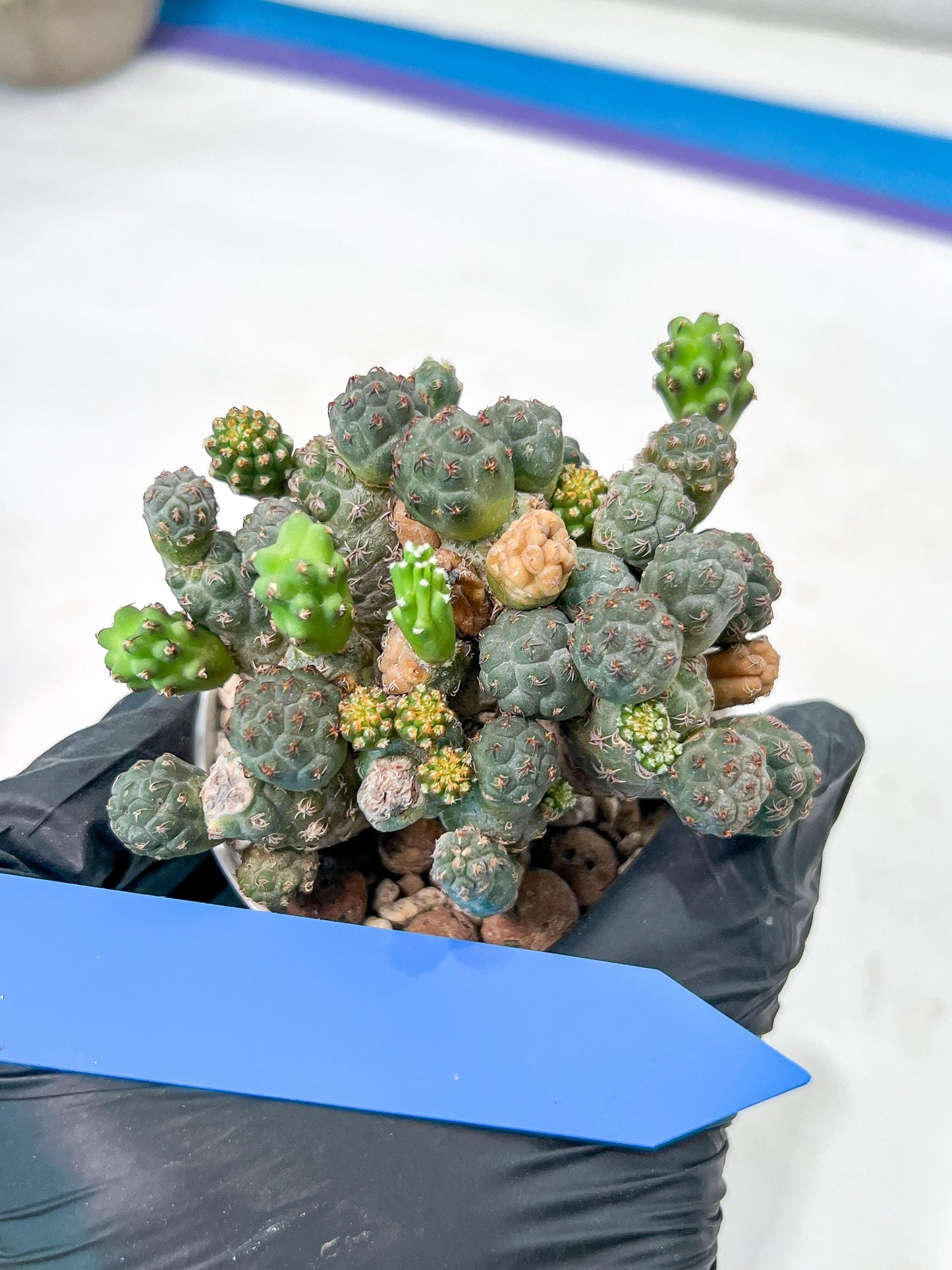 Maihueniopsis minuta Cactus | Imported Cactus | Rare Succulent