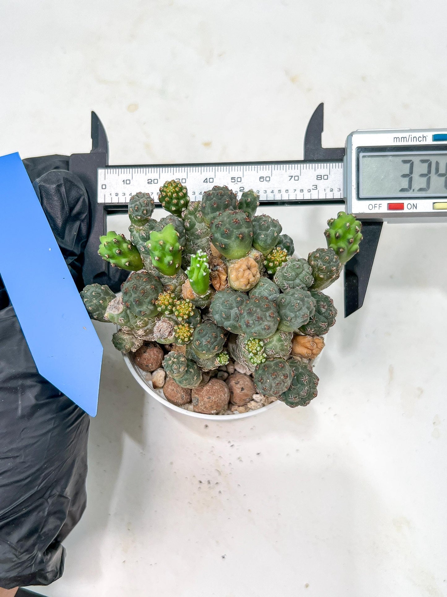 Maihueniopsis minuta Cactus | Imported Cactus | Rare Succulent