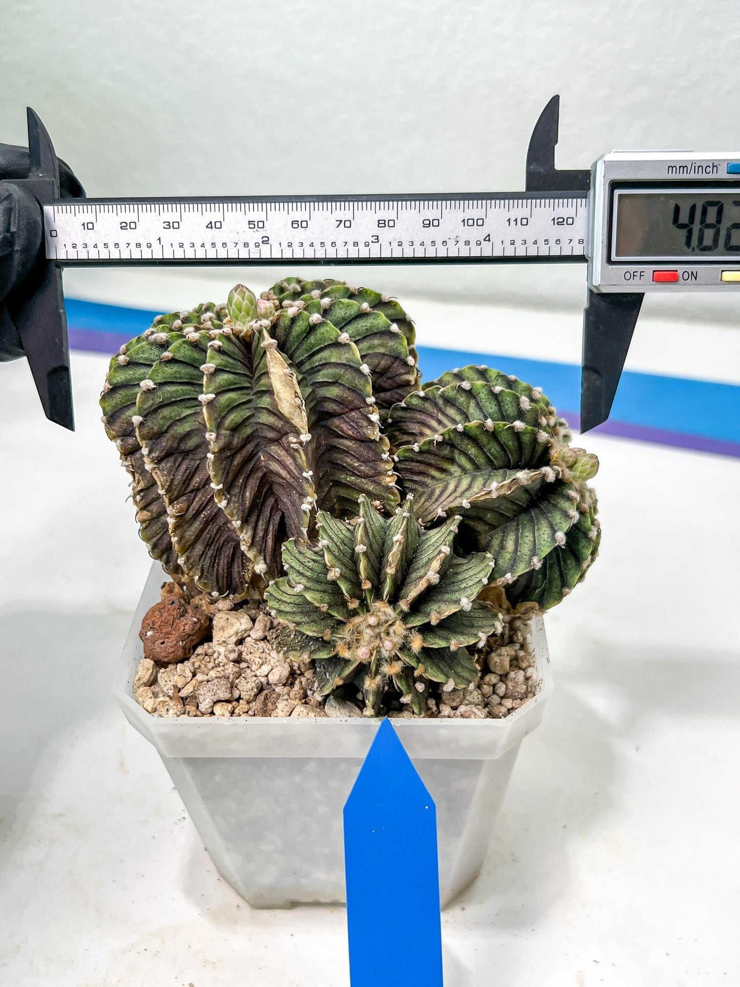 Gymnocalycium friedrichii cluster | Imported Cactus | Rare Succulent